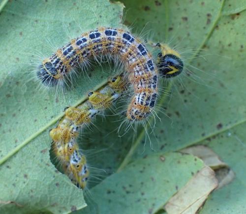 Phalera bucephala